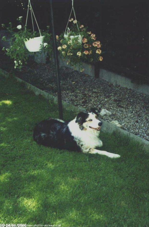 Photo de Border collie