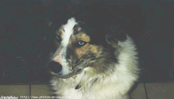 Photo de Border collie