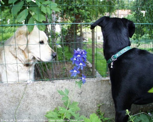 Photo de Races diffrentes