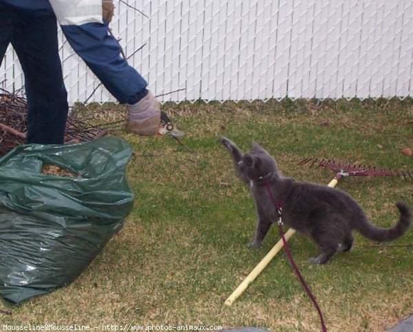 Photo de Chartreux