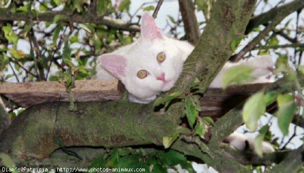 Photo de Chat domestique