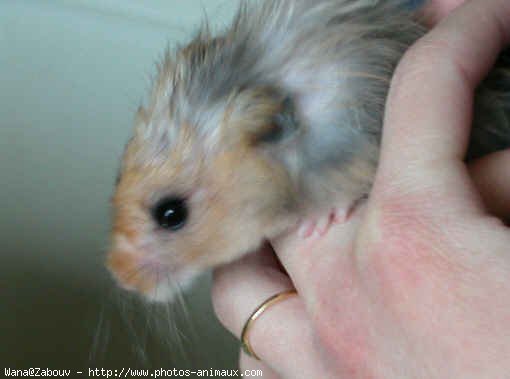 Photo de Hamster