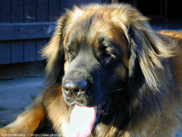 Photo de Leonberg