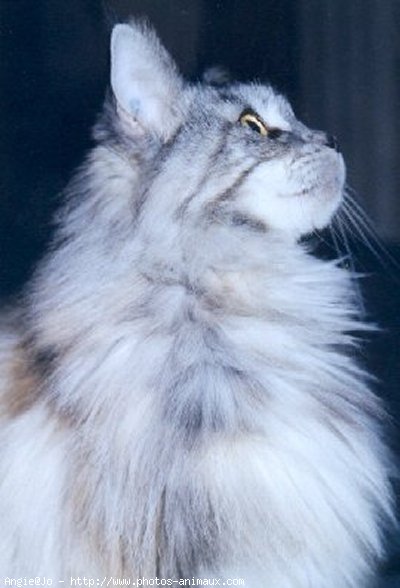 Photo de Maine coon