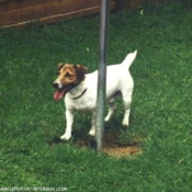 Photo de Jack russell terrier