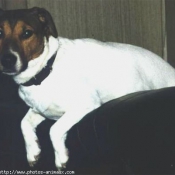 Photo de Jack russell terrier