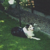 Photo de Border collie