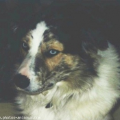 Photo de Border collie