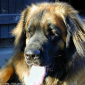 Photo de Leonberg