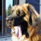 Photo de Leonberg