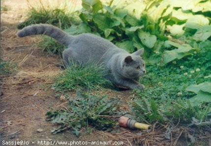 Photo de Chartreux