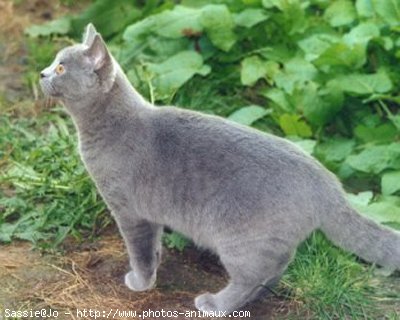 Photo de Chartreux