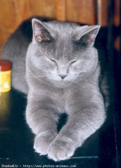 Photo de Chartreux