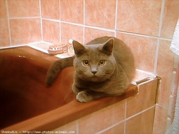 Photo de Chartreux