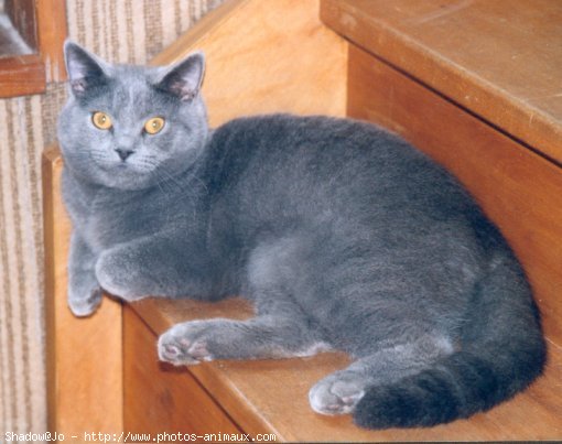 Photo de Chartreux