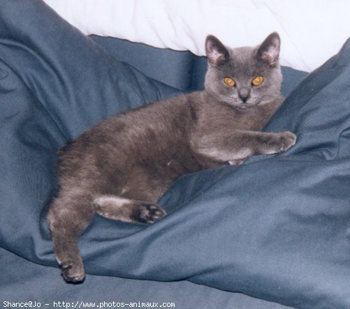 Photo de Chartreux