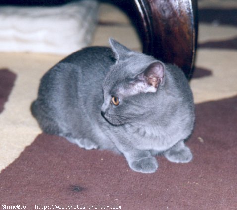 Photo de Chartreux