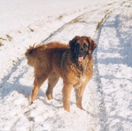 Photo de Leonberg