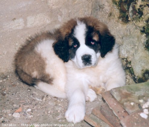 Photo de Saint-bernard poil long