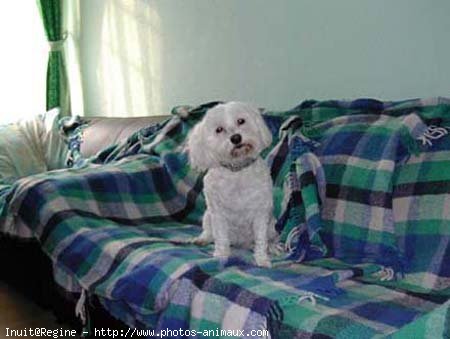 Photo de Bichon maltais