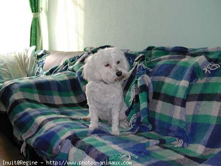 Photo de Bichon maltais