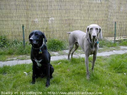 Photo de Races diffrentes