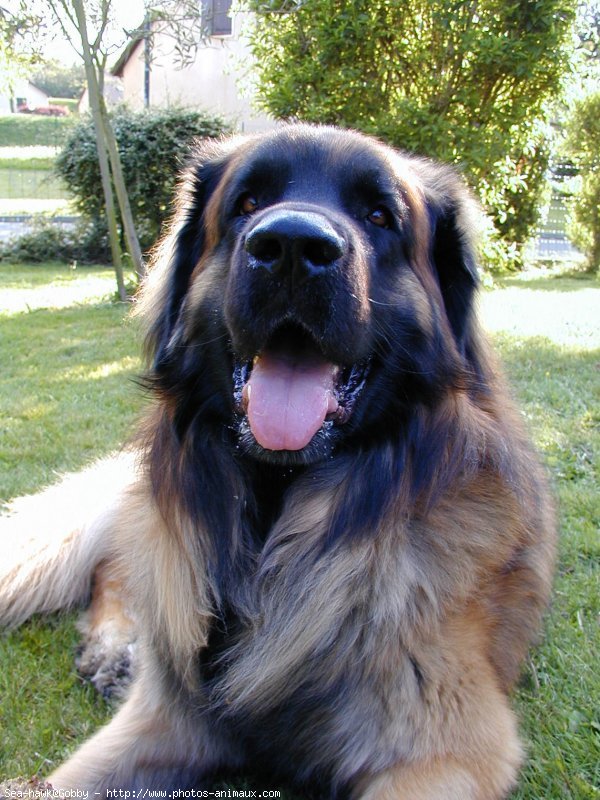 Photo de Leonberg