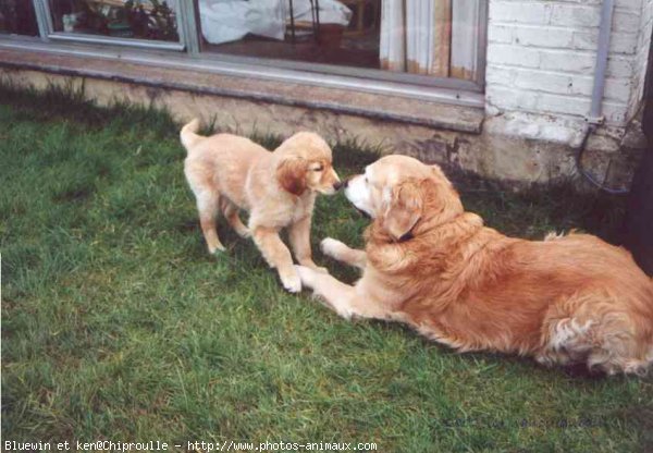 Photo de Golden retriever