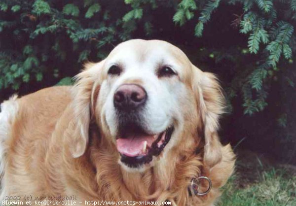 Photo de Golden retriever