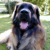 Photo de Leonberg