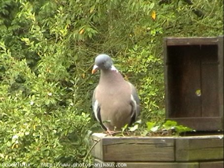 Photo de Pigeon