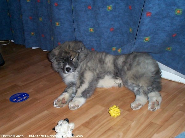 Photo d'Akita inu