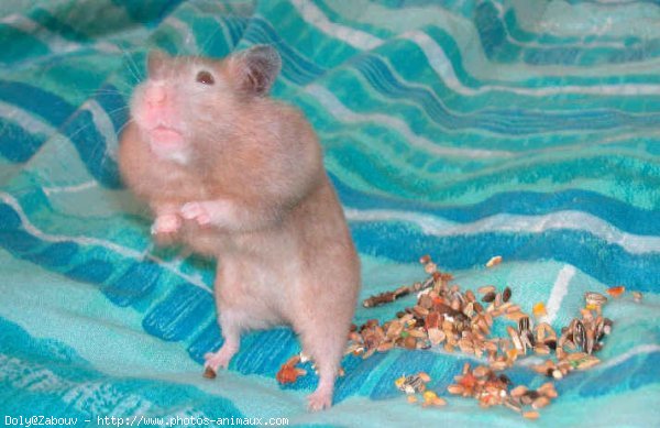 Photo de Hamster