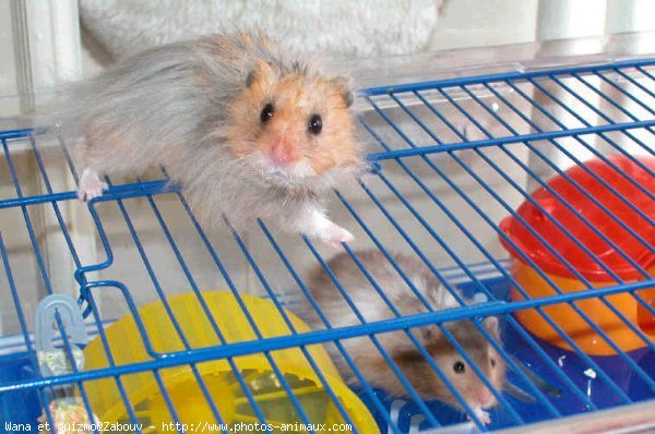 Photo de Hamster