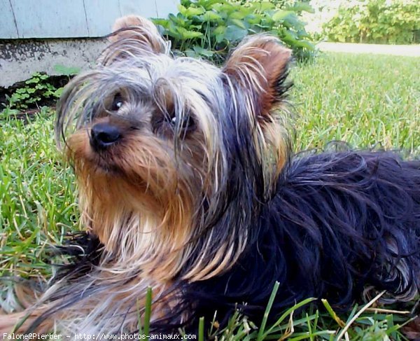 Photo de Yorkshire terrier