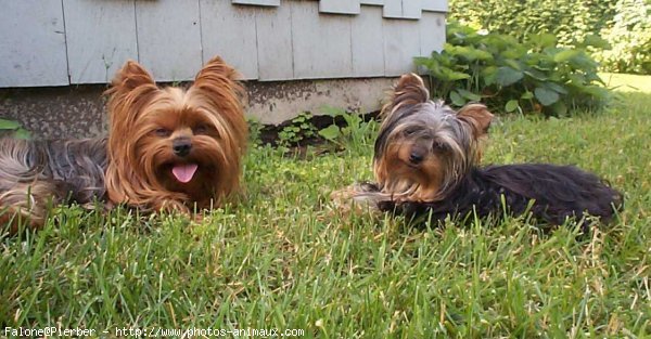 Photo de Yorkshire terrier