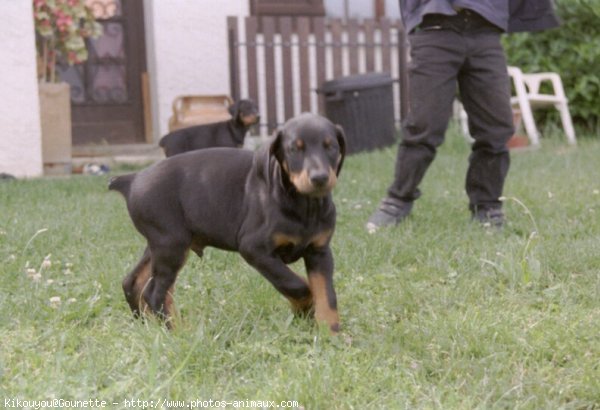 Photo de Dobermann