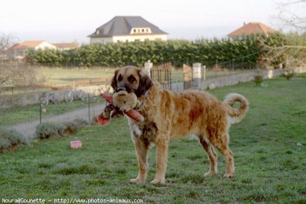 Photo de Leonberg