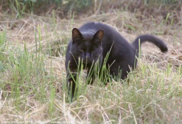 Photo de Chat domestique