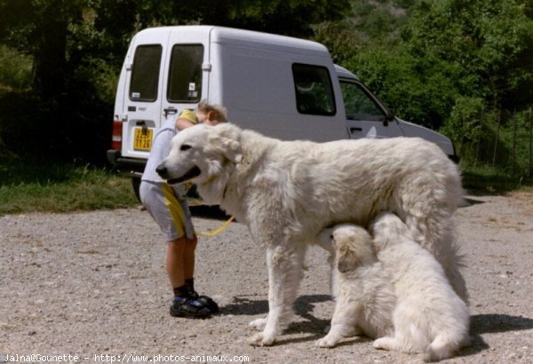 Photo de Chien de montagne des pyrnes