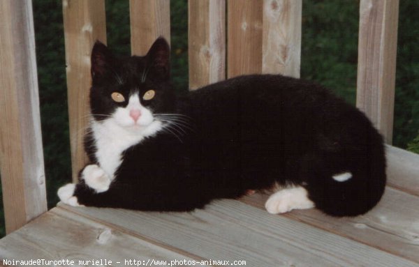 Photo de Chat domestique