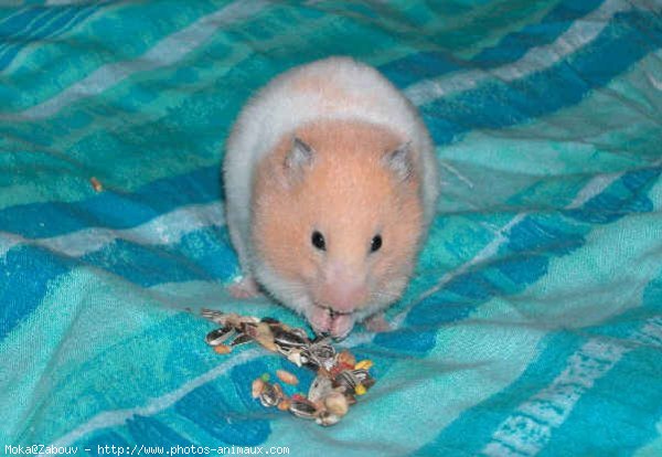 Photo de Hamster