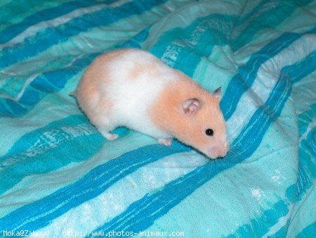 Photo de Hamster