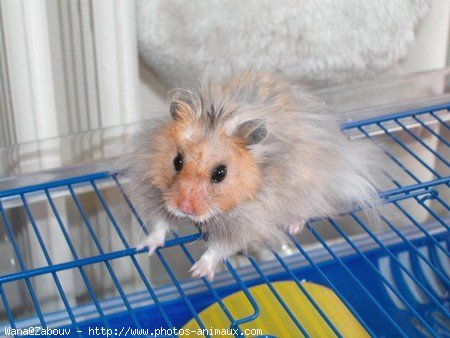 Photo de Hamster