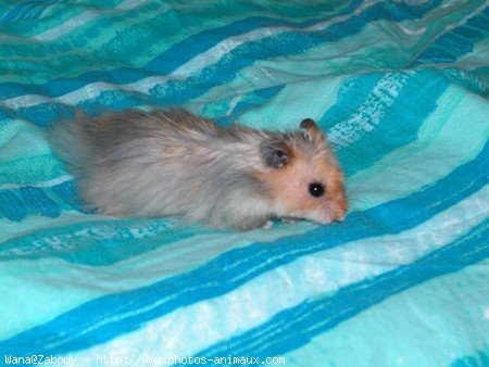 Photo de Hamster