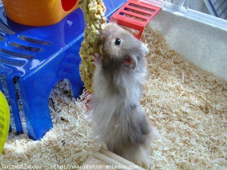 Photo de Hamster