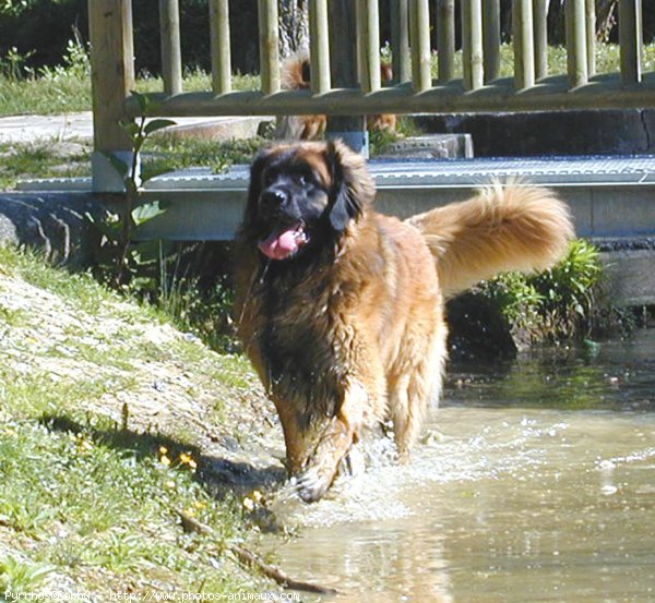 Photo de Leonberg