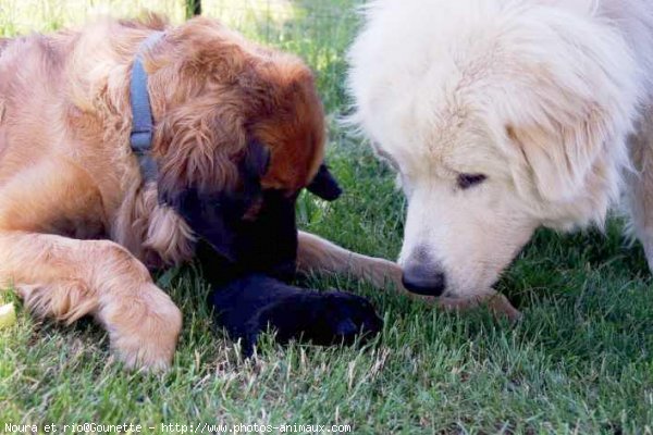 Photo de Races diffrentes