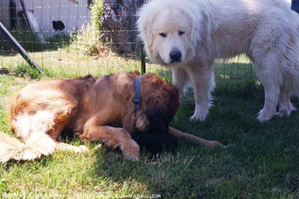 Photo de Races diffrentes