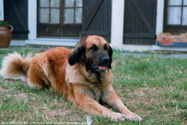 Photo de Leonberg